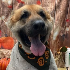 Meet your Posher, Shane